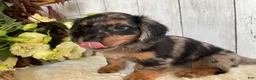 Miniature Dachshund dogs for sale: Lincoln  - Ad 7
