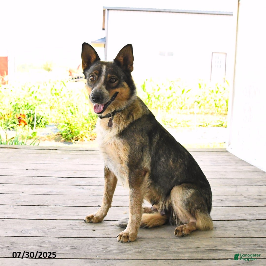 German Shepherd Lab Beagle Mix Puppy Lab Mix German Shepherd Mixed