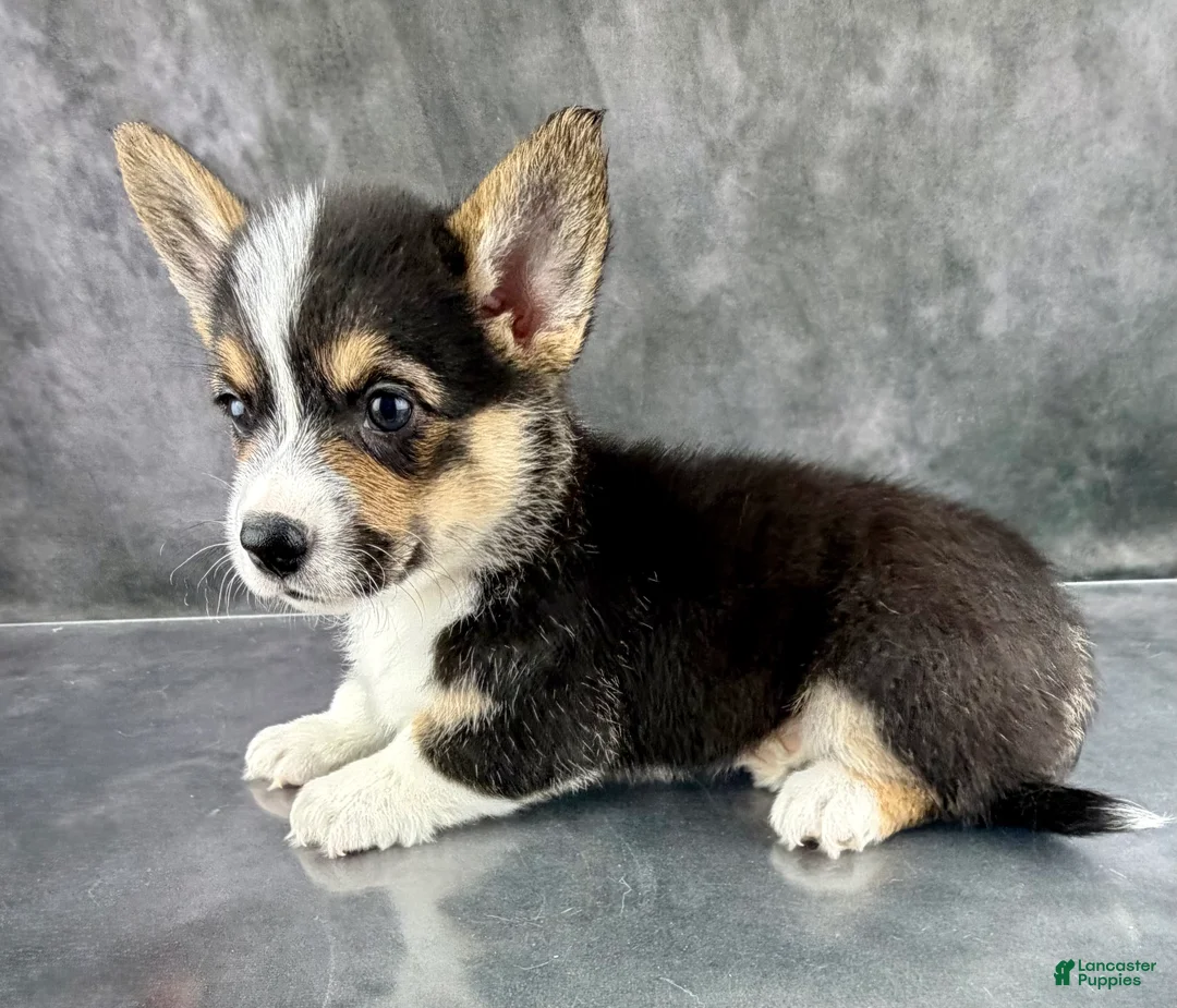 Welsh Corgi Pembroke dogs for sale: Loki Tailed Baby ❤️ - Ad 4
