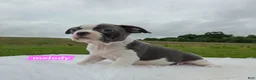 Boston Terrier dogs for sale: Melody - Ad 3