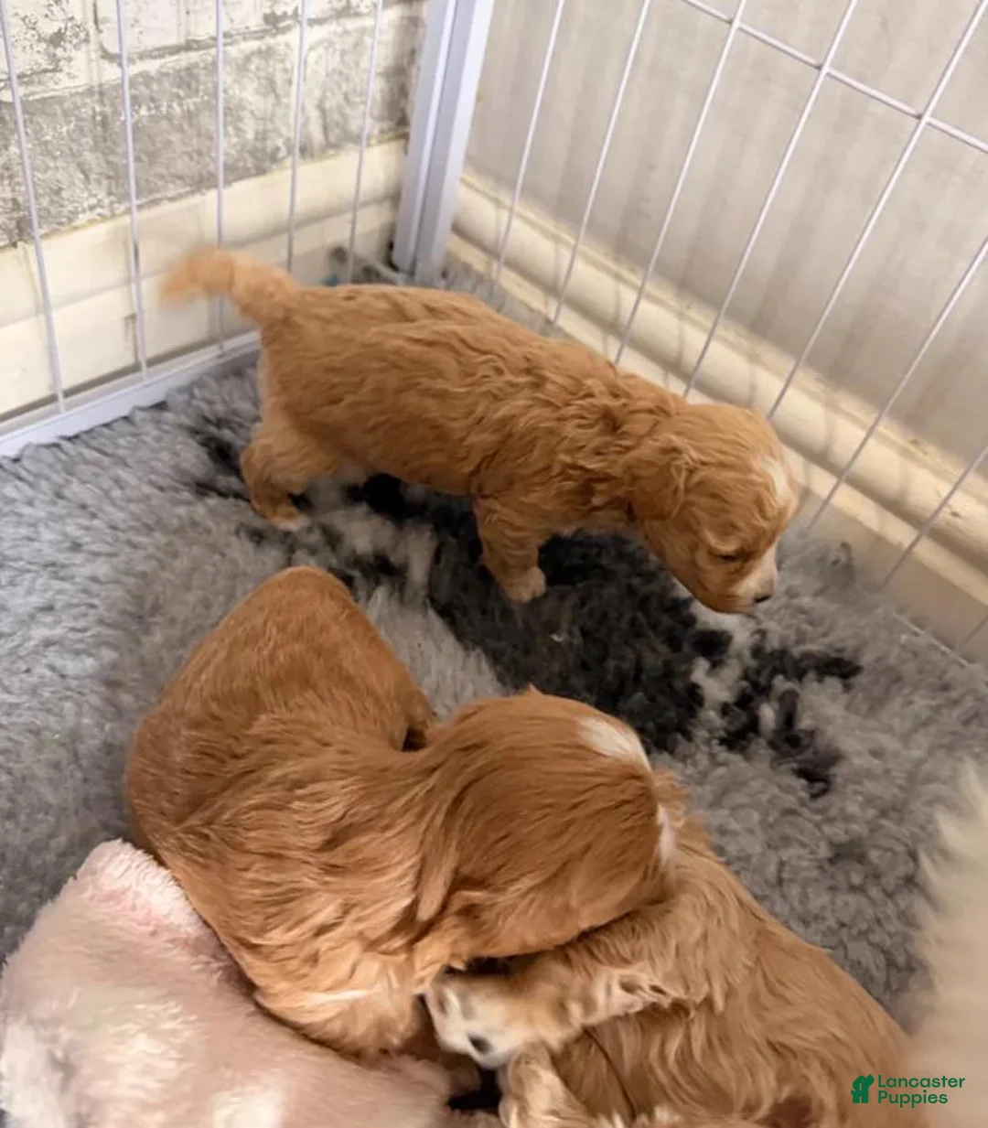 Maltipoo dogs for sale: Luna - Ad 7