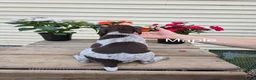 German Shorthaired Pointer dogs for sale: Maple  - Ad 3