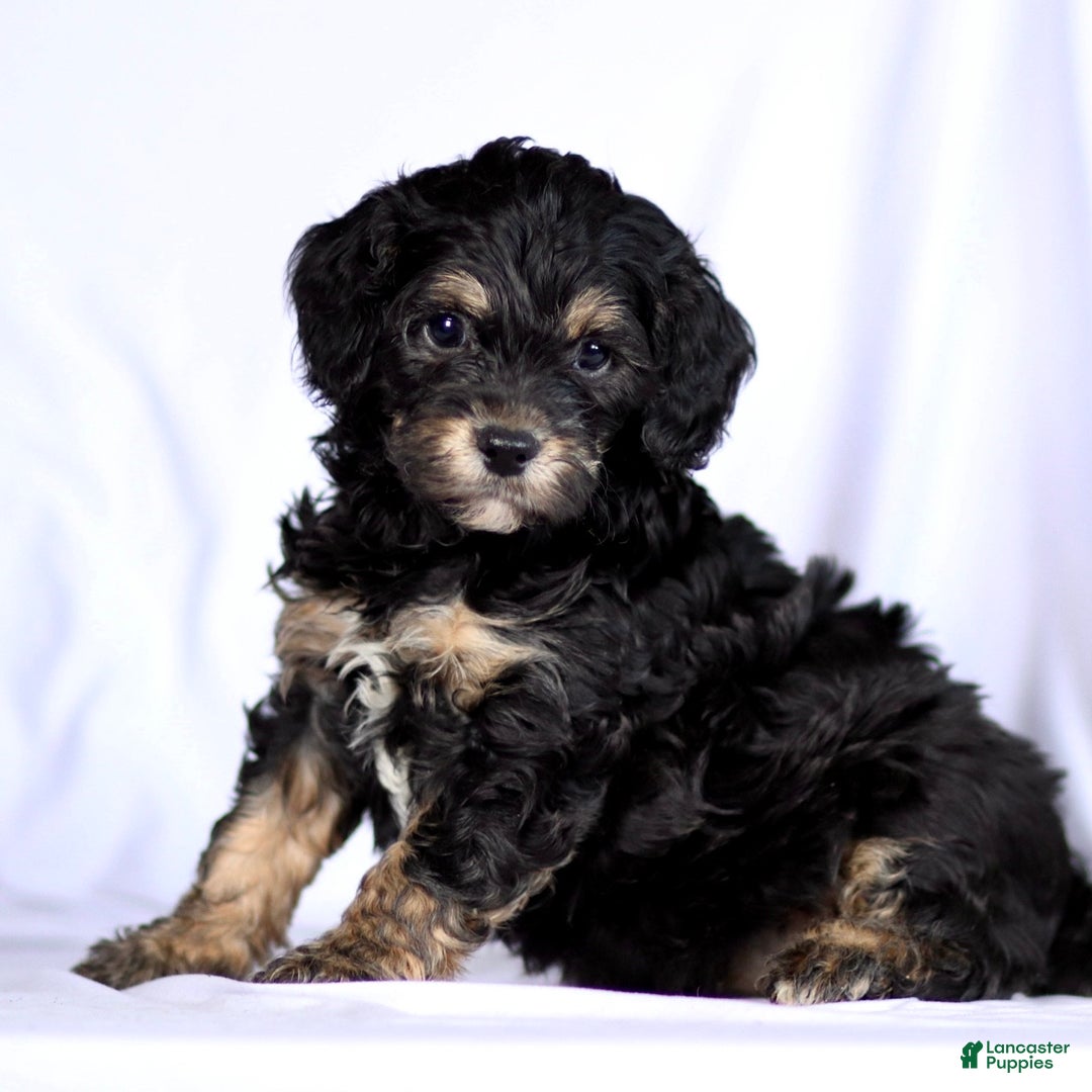 Cavapoo dogs for sale: Phantom - Ad 2