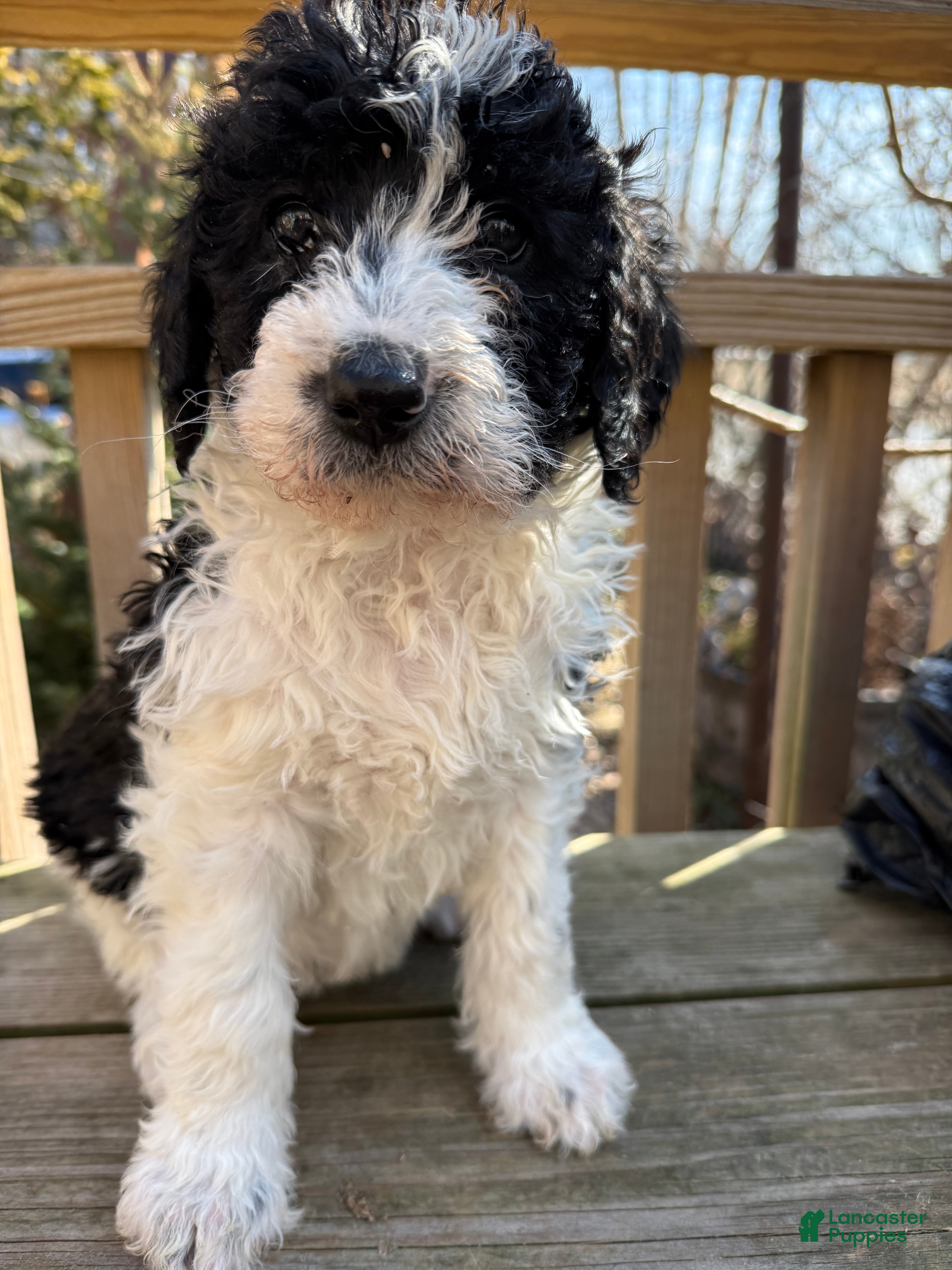 Mixed Breed dogs Sarah - Ad 1