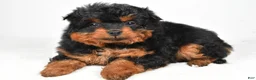 Aussiedoodle dogs for sale: Avery - Ad 4