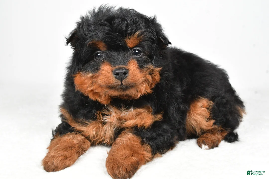 Aussiedoodle dogs for sale: Avery - Ad 4
