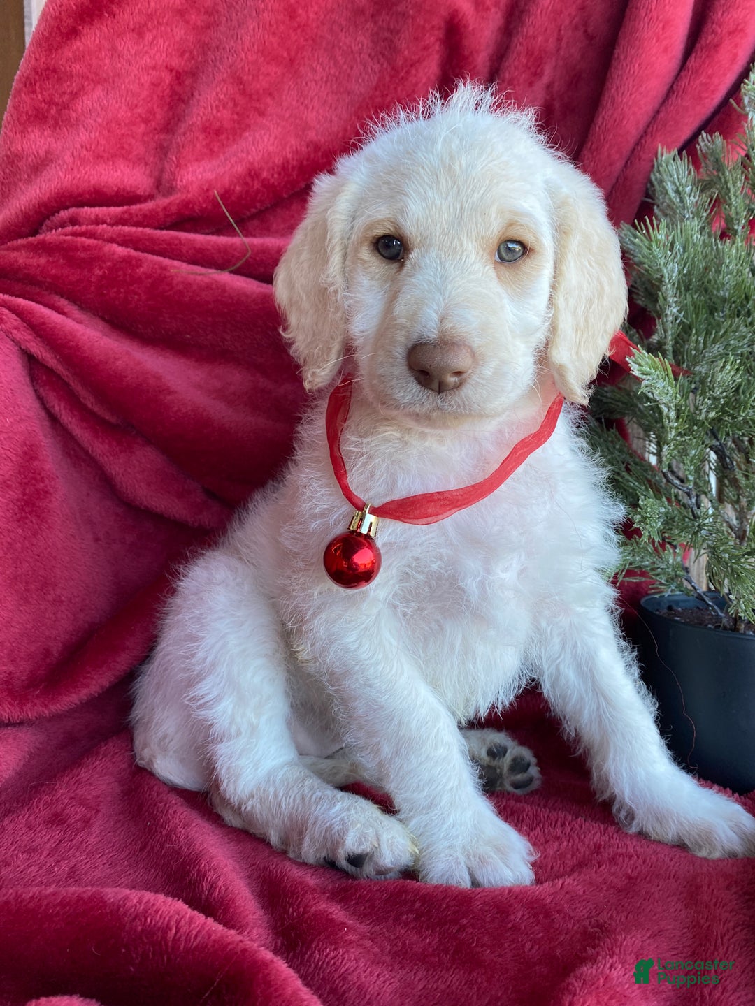 Labradoodle dogs for sale: Snowflake - Ad 6