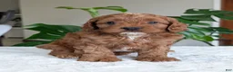 Cavapoo dogs for sale: Myles - Ad 22