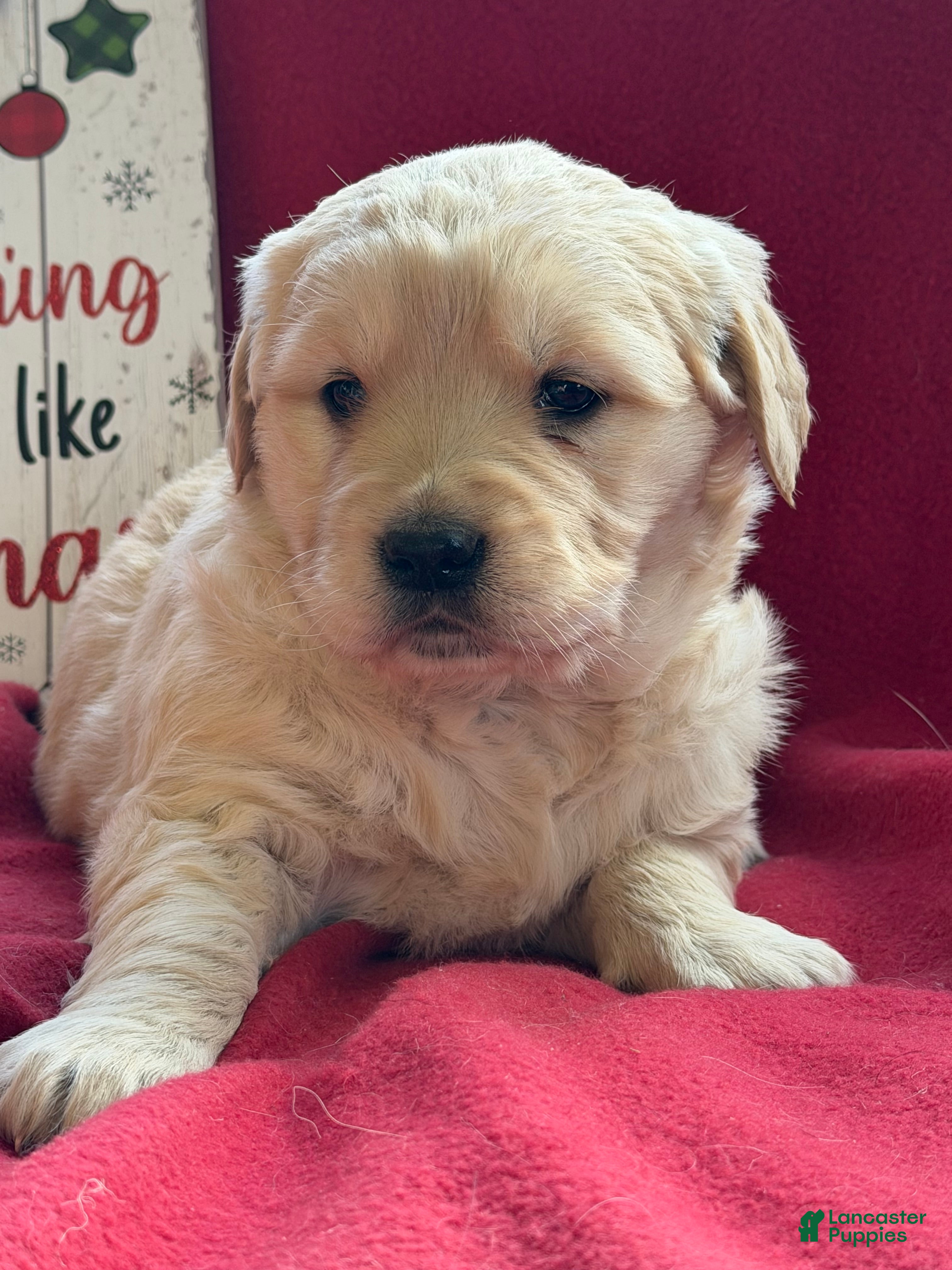 Golden Retriever dogs Glam  - Ad 26