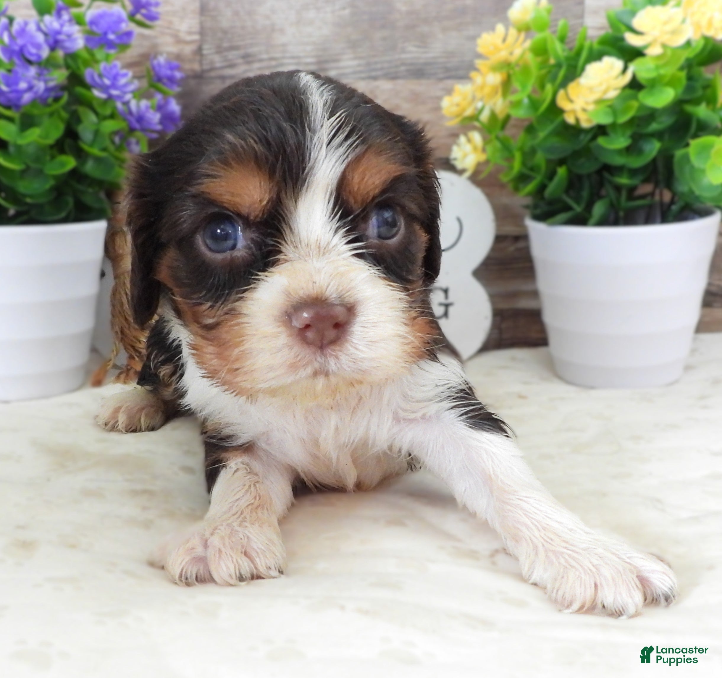 Cavalier King Charles Spaniel dogs #4 Male (Lulu's) - Ad 13