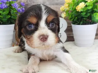 Cavalier King Charles Spaniel dogs #4 Male (Lulu's) - Ad 13