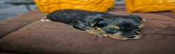 Yorkshire Terrier dogs for sale: Max - Ad 5