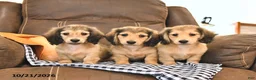 Miniature Dachshund dogs for sale: Milo - Ad 5