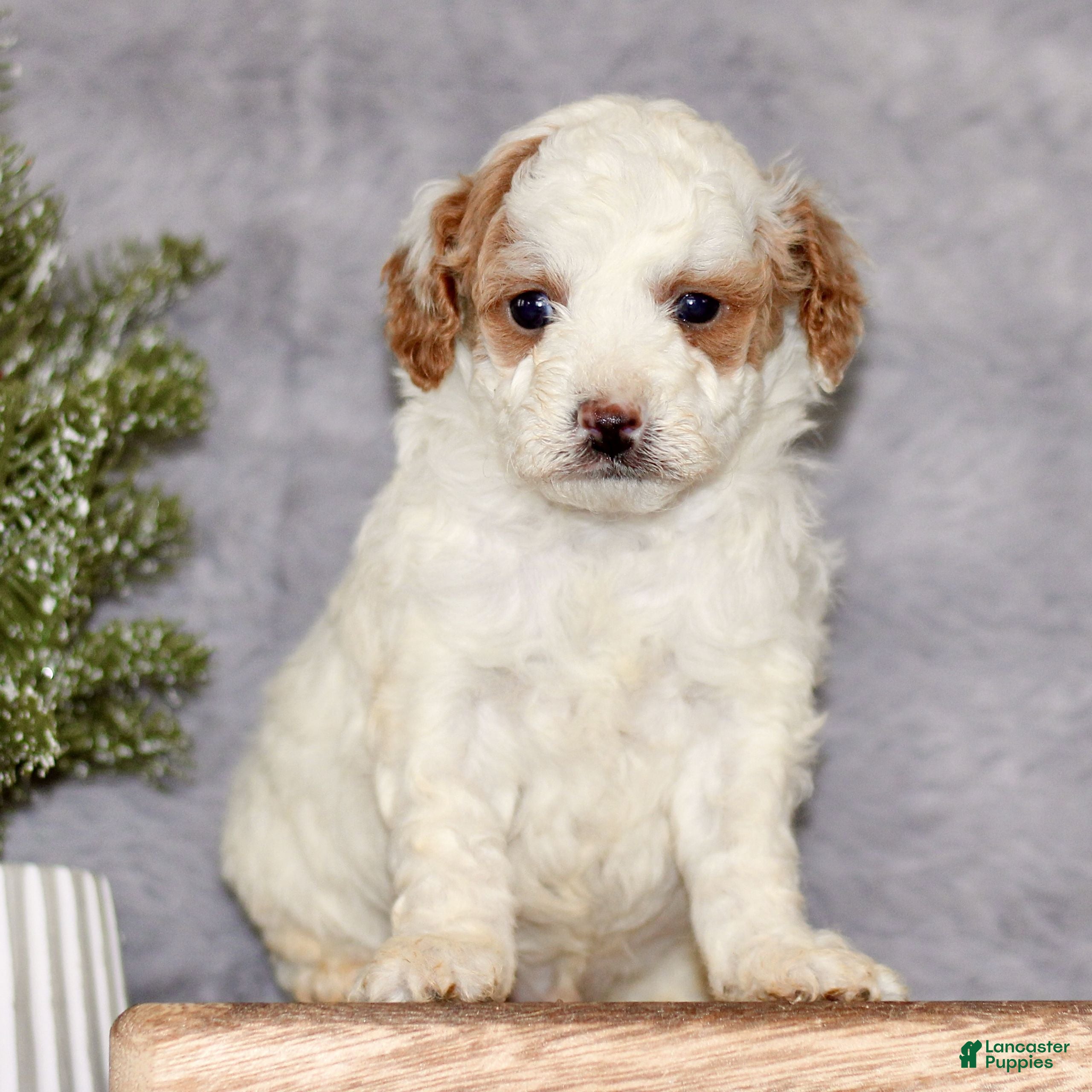 Cavapoo dogs Scottie  - Ad 17