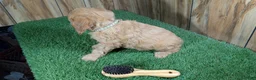 Cavapoo dogs for sale: Jazzy Boy 5 - Ad 4