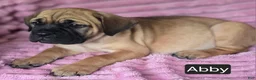 Cane Corso dogs for sale: Abby - Ad 20