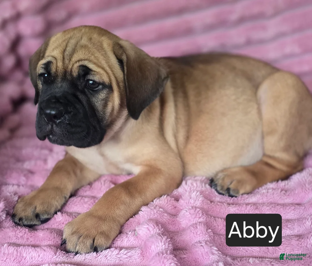 Cane Corso dogs for sale: Abby - Ad 20