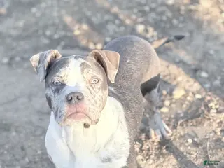 American Bully dogs Hope - Ad 5