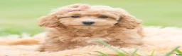 Maltipoo dogs for sale: Petunia - Ad 3