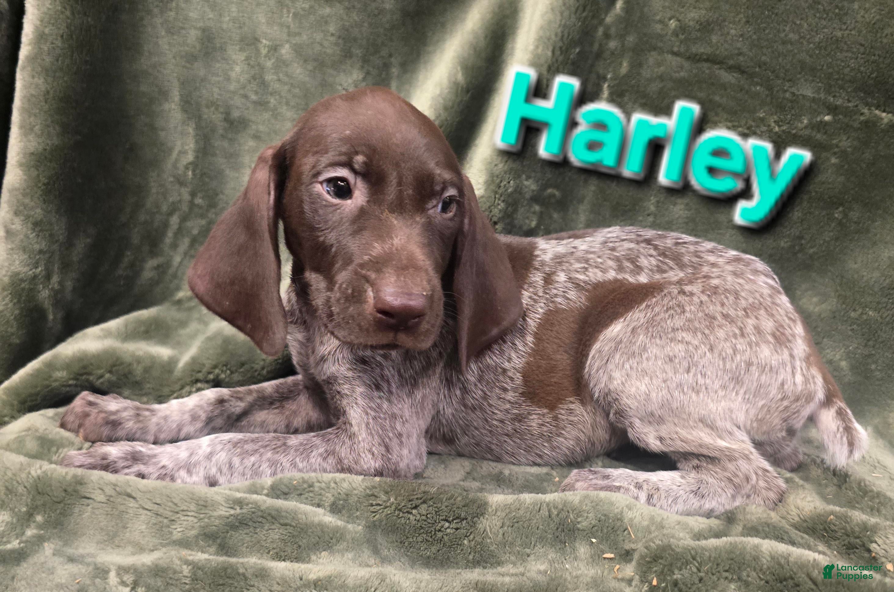 German Shorthaired Pointer dogs HARLEY - Ad 38