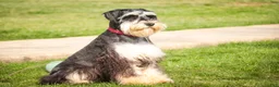 Miniature Schnauzer dogs for sale: Frederic - Ad 7