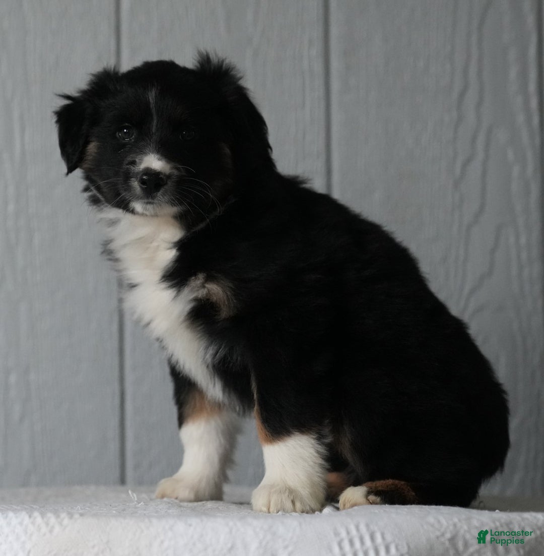 Australian Shepherd dogs for sale: Callie - Ad 7