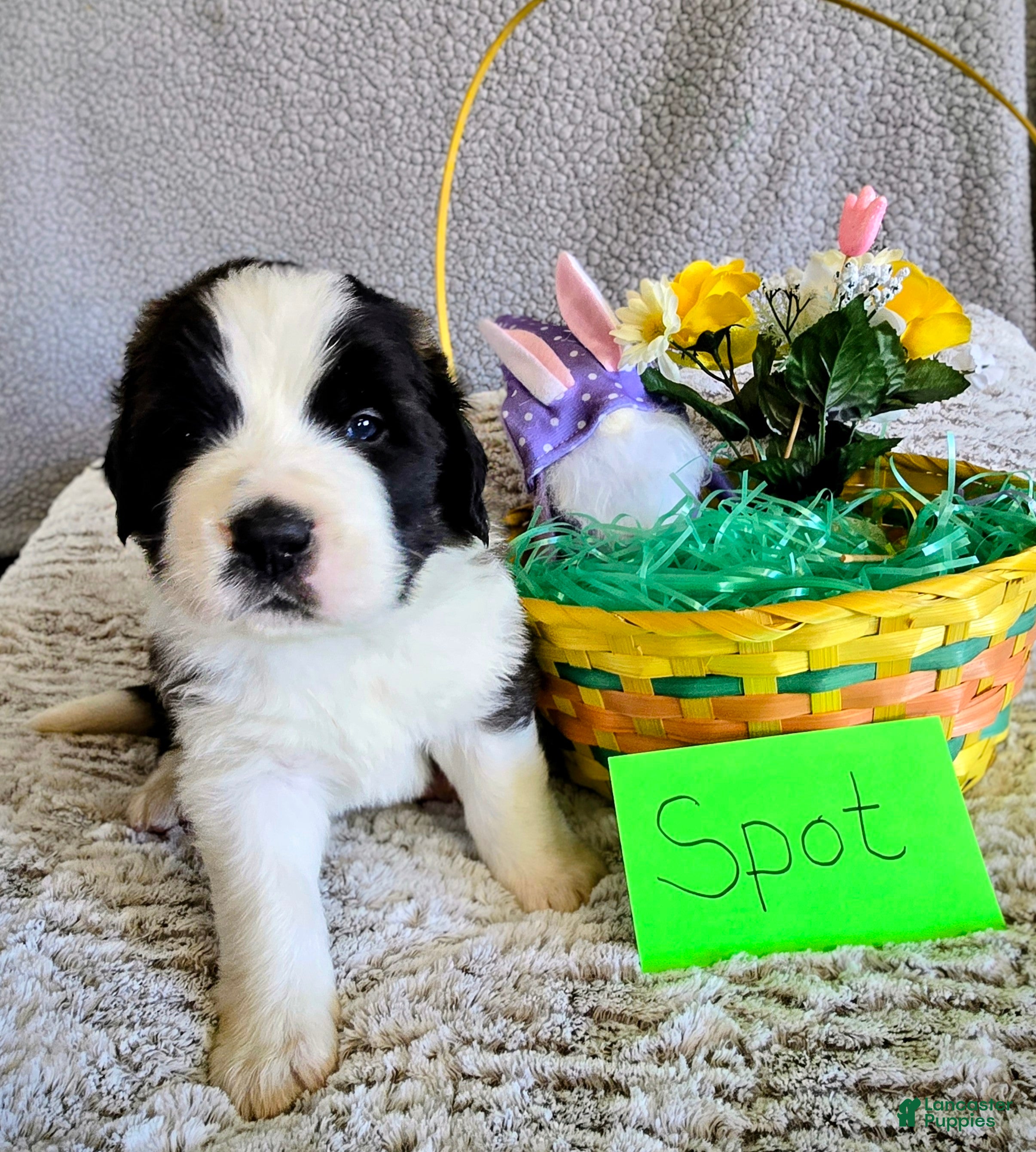 Saint Bernard dogs Black Spot Male - Ad 30