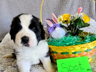 Saint Bernard dogs Black Spot Male - Ad 30