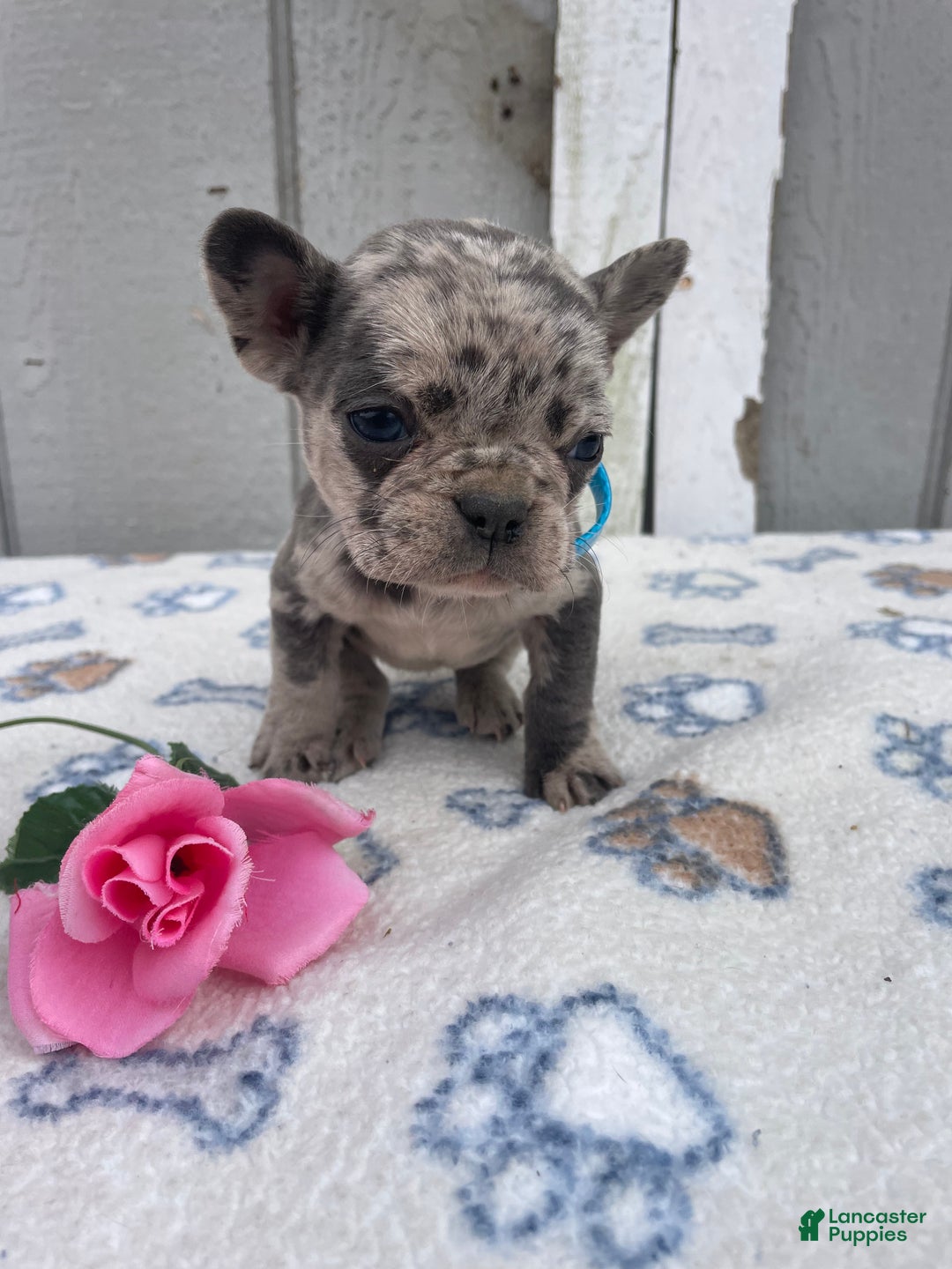 French Bulldog dogs for sale: Glory - Ad 2