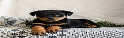 Rottweiler dogs for sale: Graham - Ad 2