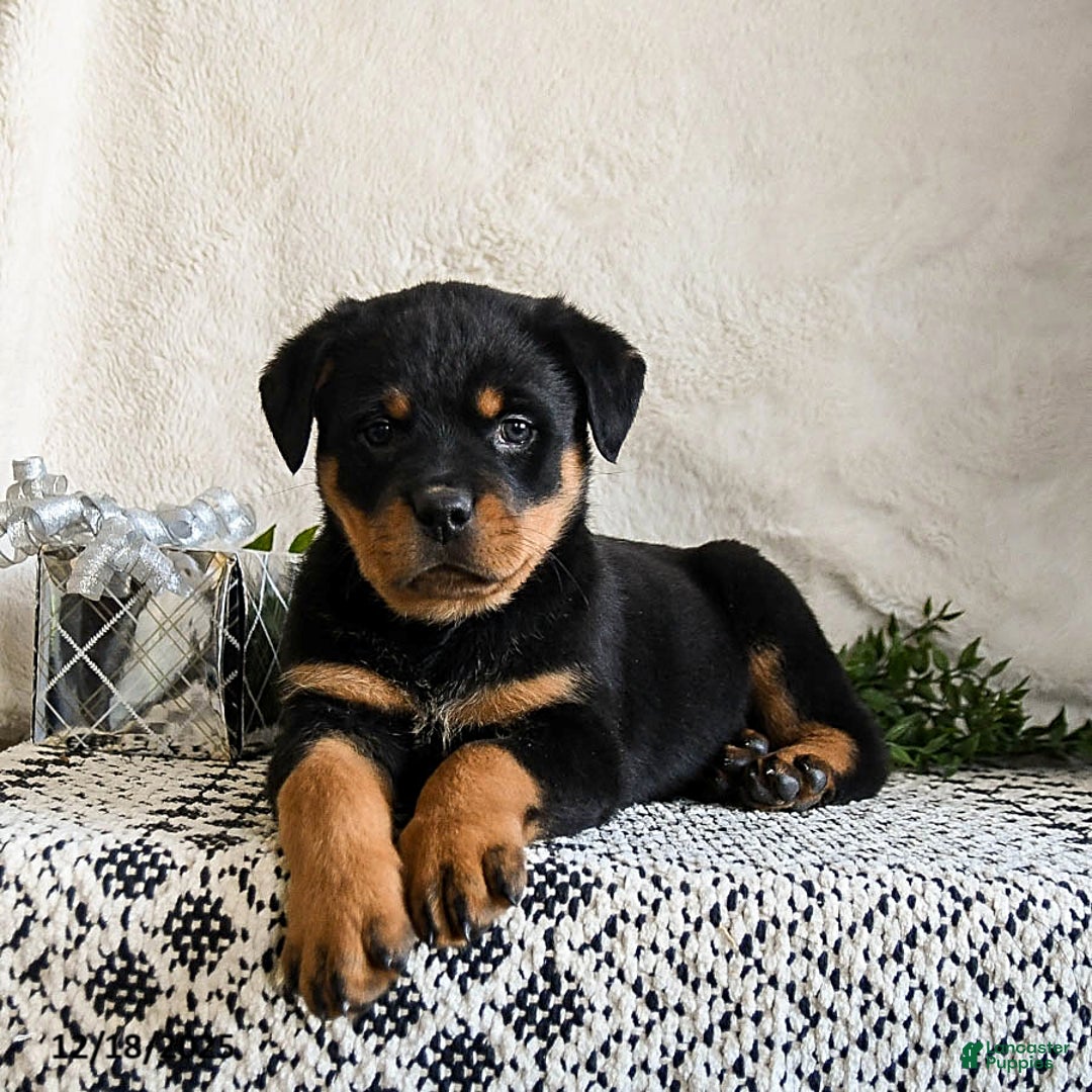 Rottweiler dogs for sale: Graham - Ad 2