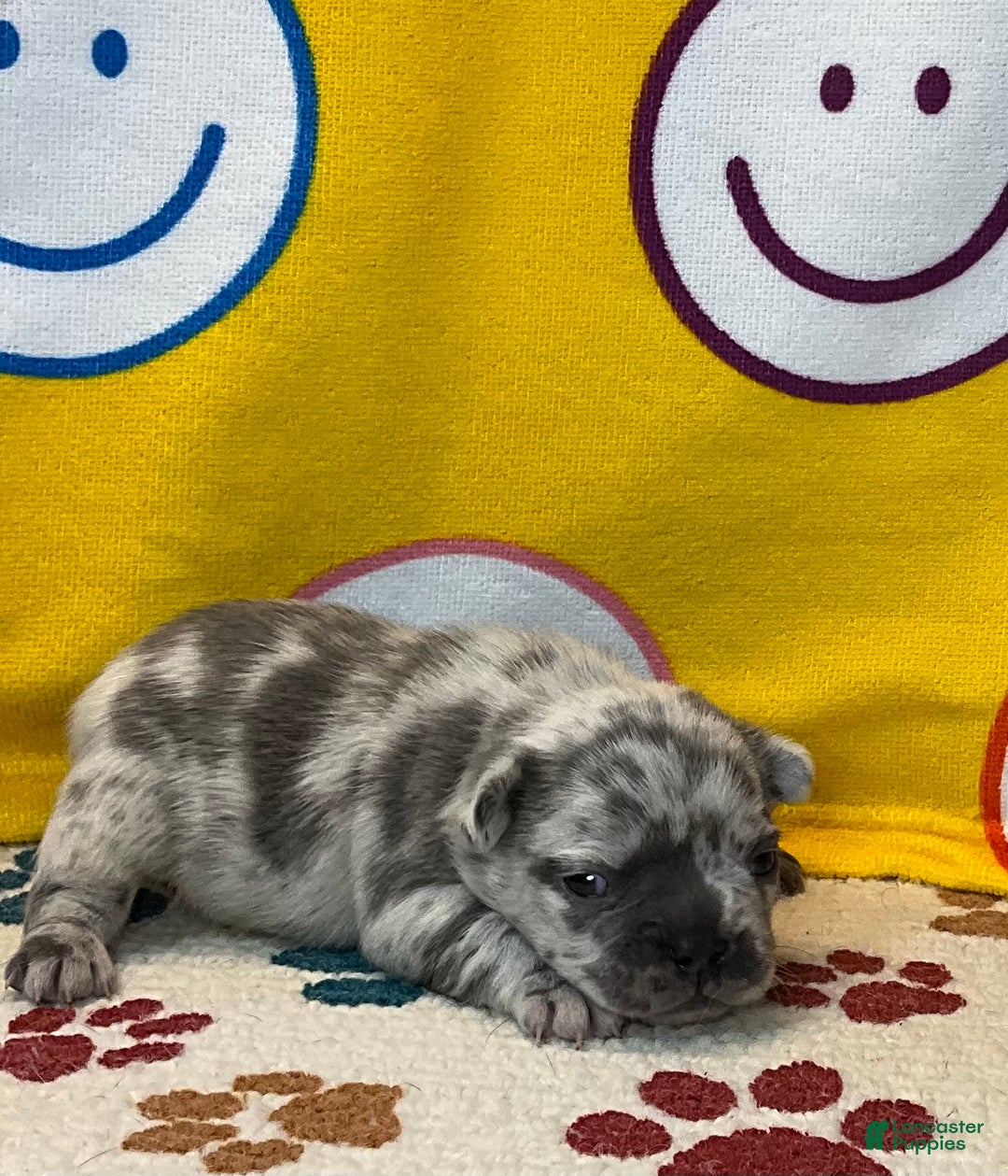 French Bulldog dogs for sale: Tracker - Ad 28