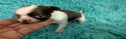 Chihuahua dogs for sale: Tiny Tcup  Apple Head Chihuahua Peanut  - Ad 4