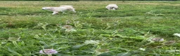 Great Pyrenees dogs for sale: Great Pyrenees 2 - Ad 9