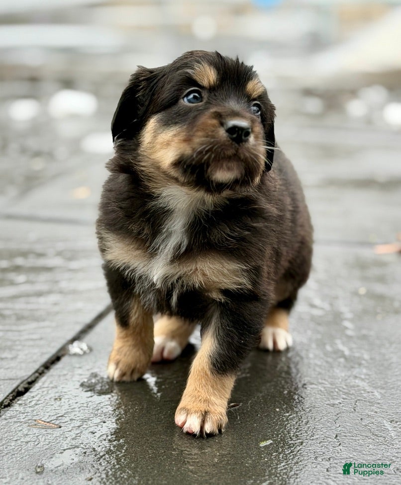 Australian Shepherd dogs Winston - Ad 38