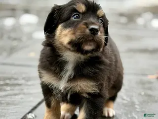 Australian Shepherd dogs Winston - Ad 38