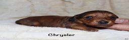 Miniature Dachshund dogs for sale: Chrysler  - Ad 6