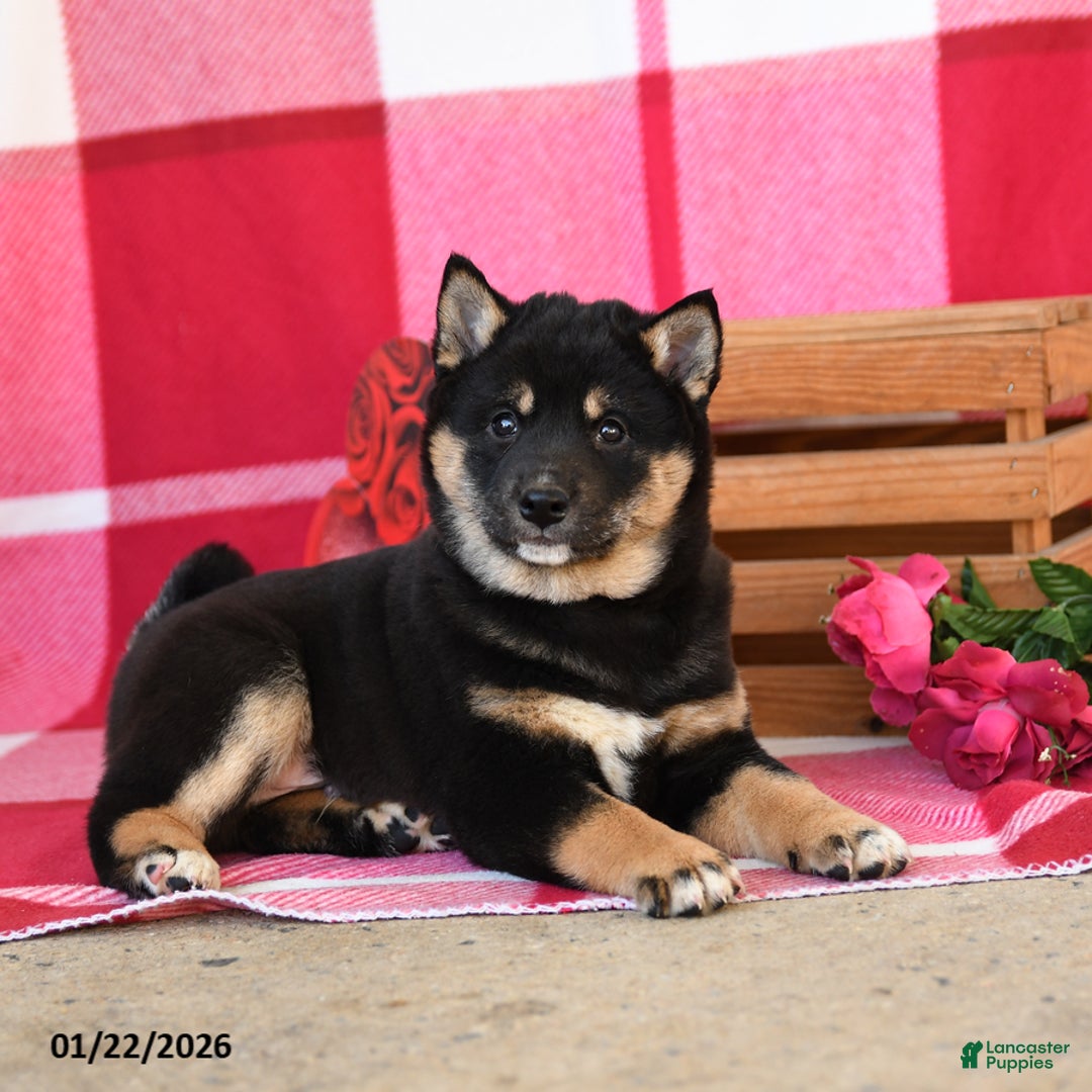 Shiba Inu dogs for sale: Burt - Ad 5