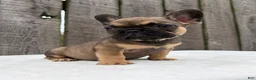 French Bulldog dogs for sale: Carson - Ad 6