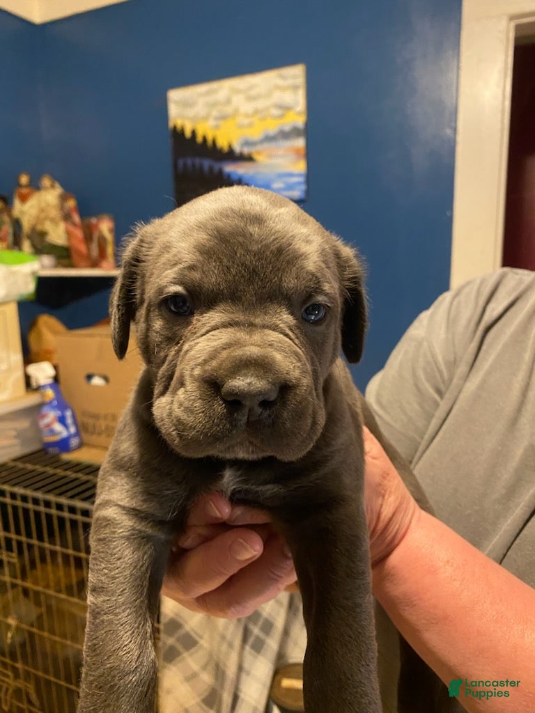 Cane Corso dogs Female Cane Corso Puppy - Ad 33