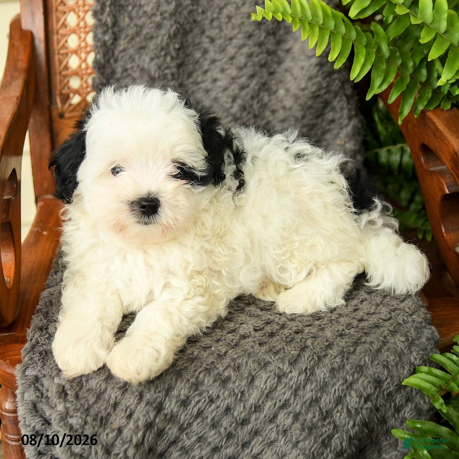 Maltipoo dogs Feyra - Ad 2