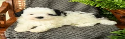 Maltipoo dogs for sale: Feyra - Ad 2
