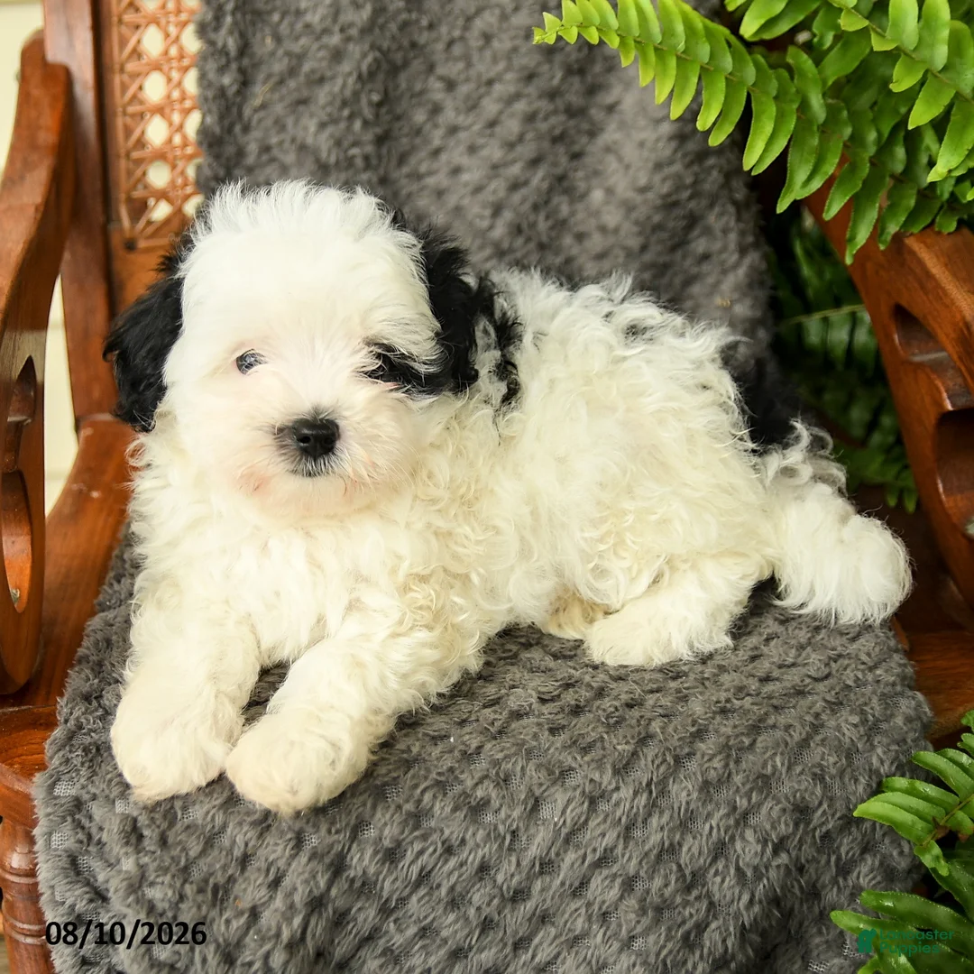 Maltipoo dogs for sale: Feyra - Ad 2