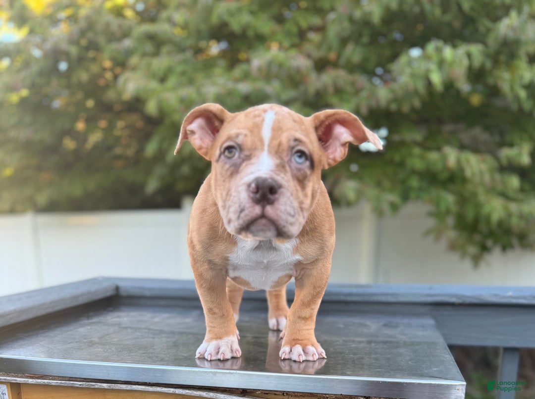 American Bully dogs for sale: Chocolate Fawn Merle - Ad 1