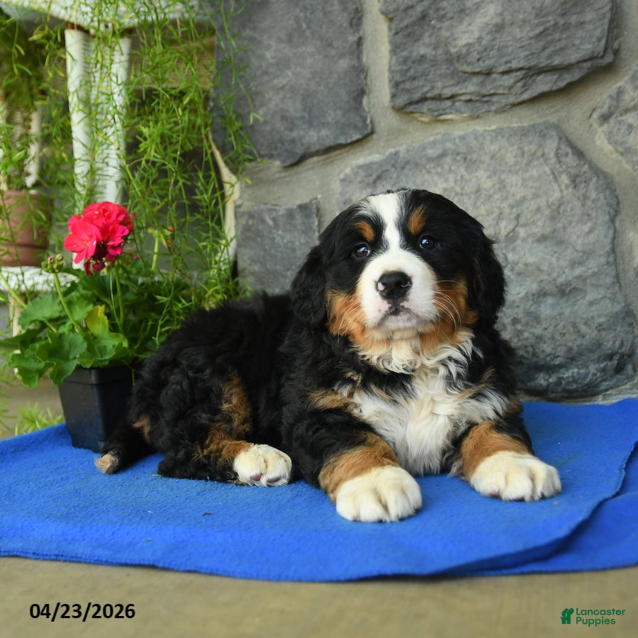 Bernese Mountain Dog dogs Sky - Ad 2