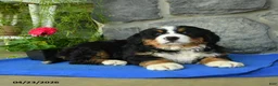 Bernese Mountain Dog dogs for sale: Sky - Ad 2