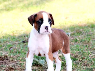 Boxer dogs for sale: Anson - Ad 1
