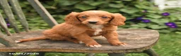Mini Goldendoodle dogs for sale: Daffodil - Ad 3