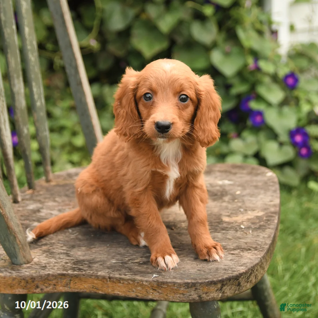 Mini Goldendoodle dogs for sale: Daffodil - Ad 3