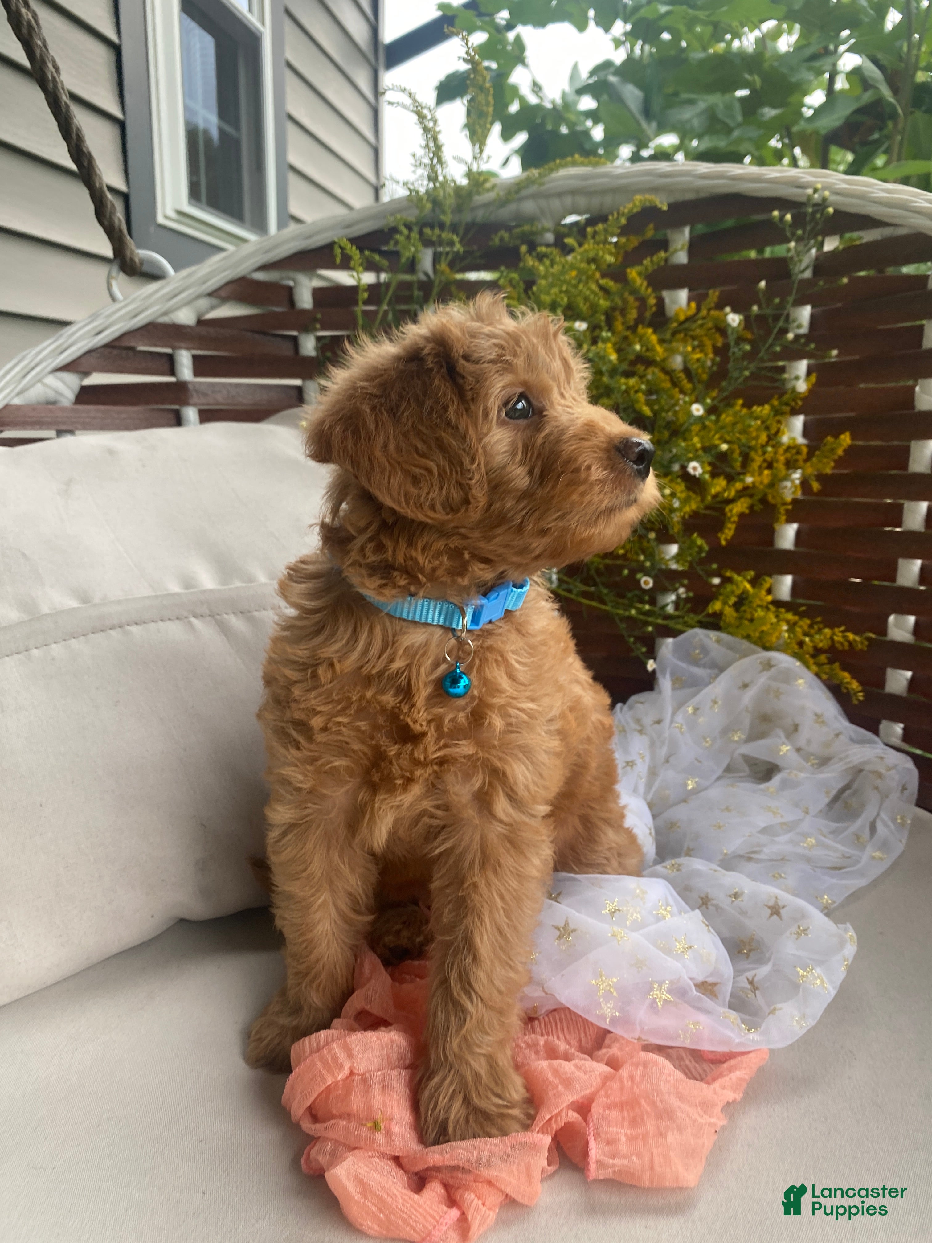 Miniature Labradoodle dogs Ali - Ad 2
